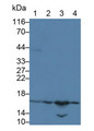 Western Blot; Sample: Lane1: Rat Lung lysate; Lane2: Rat Colon lysate; Lane3: 3T3-L1 cell lysate; Lane4: SGC7901 cell lysate Primary Ab: 0.2ug/ml Mouse Anti-Rat EDN1 Antibody Second Ab: 0.2ug/mL HRP-Linked Caprine Anti-Mouse IgG Polyclonal Antibody