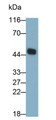 Western Blot; Sample: Rat Cerebrum lysate Primary Ab: 0.6ug/ml Mouse Anti-Rat CASP8 Antibody Second Ab: 0.2ug/mL HRP-Linked Caprine Anti-Mouse IgG Polyclonal Antibody