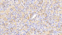 DAB staining on IHC-P; Samples: Human Pancreas Tissue; Primary Ab: 20ug/ml Rabbit Anti-Human CKLF Antibody Second Ab: 2ug/mL HRP-Linked Caprine Anti-Rabbit IgG Polyclonal Antibody