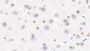 DAB staining on IHC-P; Samples: Bovine Cerebrum Tissue; Primary Ab: 20ug/ml Rabbit Anti-Bovine H3 Antibody Second Ab: 2ug/mL HRP-Linked Caprine Anti-Rabbit IgG Polyclonal Antibody