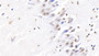 DAB staining on IHC-P; Samples: Bovine Cerebellum Tissue; Primary Ab: 20ug/ml Rabbit Anti-Bovine H3 Antibody; Second Ab: 2ug/mL HRP-Linked Caprine Anti-Rabbit IgG Polyclonal Antibody