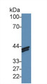 Western Blot; Sample: Human MCF7 cell lysate; Primary Ab: 3ug/ml Rabbit Anti-Human H2AFZ Antibody; Second Ab: 0.2ug/ml HRP-Linked Caprine Anti-Rabbit IgG Polyclonal Antibody