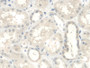 DAB staining on IHC-P; Samples: Human Kidney Tissue; Primary Ab: 20ug/ml Rabbit Anti-Human UGCG Antibody Second Ab: 2ug/mL HRP-Linked Caprine Anti-Rabbit IgG Polyclonal Antibody