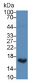 Western Blot; Sample: Human Urine Primary Ab: 1ug/ml Rabbit Anti-Rat 42a Antibody Second Ab: 0.2ug/mL HRP-Linked Caprine Anti-Rabbit IgG Polyclonal Antibody