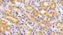 DAB staining on IHC-P; Samples: Mouse Kidney Tissue; Primary Ab: 10ug/ml Rabbit Anti-Mouse Arg2 Antibody Second Ab: 2ug/mL HRP-Linked Caprine Anti-Rabbit IgG Polyclonal Antibody