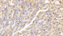 DAB staining on IHC-P; Sample: Mouse Stomach Tissue; Primary Ab: 30ug/ml Rabbit Anti-Mouse a2M Antibody Second Ab: 2ug/mL HRP-Linked Caprine Anti-Rabbit IgG Polyclonal Antibody