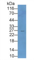 Western Blot; Sample: Rat Liver lysate; Primary Ab: 2ug/ml Mouse Anti-Human Ubiquitin Antibody Second Ab: 0.2ug/mL HRP-Linked Caprine Anti-Mouse IgG Polyclonal Antibody