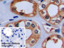 DAB staining on IHC-P; Sample: Human Kidney Tissue; Primary Ab: 10ug/ml Mouse Anti-Human ACTB Antibody; Control: Used PBS instead of primary antibody; Second Ab: 2ug/ml HRP-Linked Caprine Anti-Mouse IgG Polyclonal Antibody