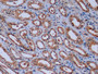 DAB staining on IHC-P; Sample: Human Kidney Tissue; Primary Ab: 10ug/ml Mouse Anti-Human ACTb Antibody; Second Ab: 2ug/mL HRP-Linked Caprine Anti-Mouse IgG Polyclonal Antibody