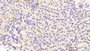 DAB staining on IHC-P; Sample: Porcine Kidney Tissue; Primary Ab: 20ug/ml Rabbit Anti-Multi-species PTHrP Antibody Second Ab: 2ug/mL HRP-Linked Caprine Anti-Rabbit IgG Polyclonal Antibody