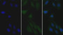 FITC staining on IF; Samples: Human HepG2 Cells; Primary Ab: 30ug/ml Mouse Anti-Human APOB48 Antibody Second Ab: 5ug/ml FITC-Linked Caprine Anti-Mouse IgG Polyclonal Antibody