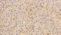 DAB staining on IHC-P; Sample: Mouse Liver Tissue; Primary Ab: 10ug/ml Rabbit Anti-Human Hpt Antibody Second Ab: 2ug/mL HRP-Linked Caprine Anti-Rabbit IgG Polyclonal Antibody