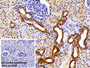 DAB staining on IHC-P; Sample: Porcine Kidney Tissue; Primary Ab: 10ug/ml Rabbit Anti-Human CK19 Antibody; Control: Used PBS instead of primary antibody; Second Ab: 2ug/ml HRP-Linked Caprine Anti-Rabbit IgG Polyclonal Antibody