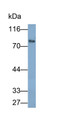 Western Blot; Sample: SH-SY5Y cell lysate; Primary Ab: 0.1ug/ml Rabbit Anti-Rat SCG2 Antibody; Second Ab: 0.2ug/ml HRP-Linked Caprine Anti-Rabbit IgG Polyclonal Antibody