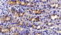DAB staining on IHC-P; Sample: Ovine Stomach Tissue; Primary Ab: 10ug/ml Rabbit Anti-Ovine LEP Antibody Second Ab: 2ug/mL HRP-Linked Caprine Anti-Rabbit IgG Polyclonal Antibody