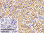 DAB staining on IHC-P; Sample: Porcine Stomach Tissue; Primary Ab: 10ug/ml Rabbit Anti-Ovine LEP Antibody; Control: Used PBS instead of primary antibody; Second Ab: 2ug/ml HRP-Linked Caprine Anti-Rabbit IgG Polyclonal Antibody