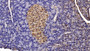 DAB staining on IHC-P; Sample: Rat Pancreas Tissue; Primary Ab: 20ug/ml Mouse Anti-Multi-species STAT3 Antibody; Second Ab: 2ug/mL HRP-Linked Caprine Anti-Mouse IgG Polyclonal Antibody
