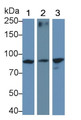 Western Blot; Sample: Lane1: Human Placenta lysate; Lane2: Hela cell lysate; Lane3: K562 cell lysate Primary Ab: 0.2ug/ml Mouse Anti-Human TFR Antibody Second Ab: 0.2ug/mL HRP-Linked Caprine Anti-Mouse IgG Polyclonal Antibody