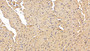 DAB staining on IHC-P; Sample: Rat Cardiac Muscle Tissue; Primary Ab: 20ug/ml Mouse Anti-Rat SOD1 Antibody Second Ab: 2ug/mL HRP-Linked Caprine Anti-Mouse IgG Polyclonal Antibody