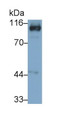 Western Blot; Sample: Rat Small intestine lysate Primary Ab: 0.5ug/ml Mouse Anti-Rat IGF1 Antibody Second Ab: 0.2ug/mL HRP-Linked Caprine Anti-Mouse IgG Polyclonal Antibody