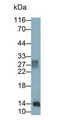 Western Blot; Sample: Rat Skeletal muscle lysate Primary Ab: 0.2ug/ml Mouse Anti-Rat GAL1 Antibody Second Ab: 0.2ug/mL HRP-Linked Caprine Anti-Mouse IgG Polyclonal Antibody