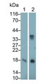Western Blot; Sample: Lane1: Rat Heart lysate; Lane2: Rat Skeletal muscle lysate Primary Ab: 0.2ug/ml Mouse Anti-Rat GAL1 Antibody Second Ab: 0.2ug/mL HRP-Linked Caprine Anti-Mouse IgG Polyclonal Antibody