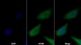 AF488 staining on IF; Sample: HepG2 cell; Primary Ab: 30ug/ml Mouse Anti-Human TF Antibody; Second Ab: 2ug/ml AF488-Linked Caprine Anti-Mouse IgG Polyclonal Antibody