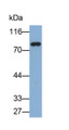 Western Blot; Sample: Human Urine; Primary Ab: 0.1ug/ml Mouse Anti-Human TF Antibody; Second Ab: 0.2ug/ml HRP-Linked Caprine Anti-Mouse IgG Polyclonal Antibody