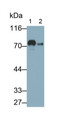 Western Blot; Sample: Lane1: Human Serum; Lane2: Human Plasma Primary Ab: 0.1ug/ml Mouse Anti-Human TF Antibody Second Ab: 0.2ug/mL HRP-Linked Caprine Anti-Mouse IgG Polyclonal Antibody