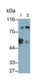 Western Blot; Sample: Lane1: Porcine Cerebrum lysate; Lane2: Rat Cerebrum lysate Primary Ab: 0.5ug/ml Mouse Anti-Human PKCe Antibody Second Ab: 0.2ug/mL HRP-Linked Caprine Anti-Mouse IgG Polyclonal Antibody