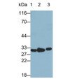 Western Blot; Sample: Lane1: Porcine Thymus lysate; Lane2: Porcine Pancreas lysate; Lane3: RAW264.7 cell lysate Primary Ab: 1ug/ml Mouse Anti-Porcine IL1b Antibody Second Ab: 0.2ug/mL HRP-Linked Caprine Anti-Mouse IgG Polyclonal Antibody