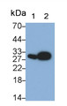 Western Blot; Samples: Lane1: Rat Spleen lysate; Lane2: Rat Lung lysate; Primary Ab: 0.4ug/ml Mouse Anti-Rat LCN2 Antibody Second Ab: 0.2ug/ml HRP-Linked Caprine Anti-Mouse IgG Polyclonal Antibody