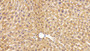 DAB staining on IHC-P; Sample: Mouse Liver Tissue; Primary Ab: 10ug/ml Rabbit Anti-Human BHMT2 Antibody Second Ab: 2ug/mL HRP-Linked Caprine Anti-Rabbit IgG Polyclonal Antibody