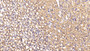 DAB staining on IHC-P; Sample: Mouse Kidney Tissue; Primary Ab: 10ug/ml Rabbit Anti-Human BHMT2 Antibody; Second Ab: 2ug/mL HRP-Linked Caprine Anti-Rabbit IgG Polyclonal Antibody