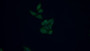 FITC staining on IF; Samples: Human HepG2 cell; Primary Ab: 20ug/ml Mouse Anti-Multi-species PIIINP Antibody; Second Ab: 1ug/ml FITC-Linked Caprine Anti-Mouse IgG Polyclonal Antibody