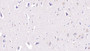 DAB staining on IHC-P; Sample: Porcine Cerebrum Tissue; Primary Ab: 10ug/ml Rabbit Anti-Multi-species NKA Antibody Second Ab: 2ug/mL HRP-Linked Caprine Anti-Rabbit IgG Polyclonal Antibody