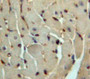 Used in DAB staining on fromalin fixed paraffin-embedded Heart tissue