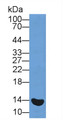 Western Blot; Sample: Rat Blood cell lysate; Primary Ab: 1ug/ml Rabbit Anti-Simian HbA1c Antibody; Second Ab: 0.2ug/mL HRP-Linked Caprine Anti-Rabbit IgG Polyclonal Antibody
