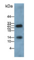 Western Blot; Sample: Human Saliva Primary Ab: 0.5ug/ml Mouse Anti-Human CALPRO Antibody Second Ab: 0.2ug/mL HRP-Linked Caprine Anti-Mouse IgG Polyclonal Antibody