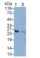 Western Blot; Sample: Lane1: Human Serum; Lane2: Human Plasma Primary Ab: 1ug/ml Mouse Anti-Human CFD Antibody Second Ab: 0.2ug/mL HRP-Linked Caprine Anti-Mouse IgG Polyclonal Antibody