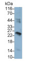 Western Blot; Sample: Human Placenta lysate Primary Ab: 1ug/ml Mouse Anti-Human CGb Antibody Second Ab: 0.2ug/mL HRP-Linked Caprine Anti-Mouse IgG Polyclonal Antibody