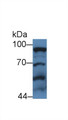 Western Blot; Sample: Human Hela cell lysate; Primary Ab: 2ug/ml Rabbit Anti-Rat STAT3 Antibody; Second Ab: 0.2ug/mL HRP-Linked Caprine Anti-Rabbit IgG Polyclonal Antibody