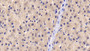 DAB staining on IHC-P; Sample: Porcine Liver Tissue; Primary Ab: 30ug/ml Mouse Anti-Human CYPB Antibody Second Ab: 2ug/mL HRP-Linked Caprine Anti-Mouse IgG Polyclonal Antibody