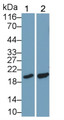 Western Blot; Sample: Lane1: Hela cell lysate; Lane2: Porcine Liver lysate Primary Ab: 0.2ug/ml Mouse Anti-Human CYPB Antibody Second Ab: 0.2ug/mL HRP-Linked Caprine Anti-Mouse IgG Polyclonal Antibody