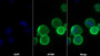 AF488 staining on IF; Sample: 293F cell; Primary Ab: 30ug/ml Mouse Anti-Human PDCD1LG1 Antibody; Second Ab: 2ug/ml AF488-Linked Caprine Anti-Mouse IgG Polyclonal Antibody