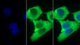FITC staining on IF; Sample: Human MCF7 cell; Primary Ab: 30ug/ml Mouse Anti-Human SCFR Antibody Second Ab: 2ug/ml FITC-Linked Caprine Anti-Mouse IgG Polyclonal Antibody