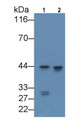 Western Blot; Sample: Lane1: U937 cell lysate; Lane2: THP1 cell lysate; Primary Ab: 0.2ug/ml Mouse Anti-Rat CEBPa Antibody; Second Ab: 0.2ug/mL HRP-Linked Caprine Anti-Mouse IgG Polyclonal Antibody