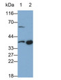 Western Blot; Sample: Lane1: Porcine Lymph node lysate; Lane2: Porcine Thymus lysate Primary Ab: 0.2ug/ml Mouse Anti-Human SLAMF1 Antibody Second Ab: 0.2ug/mL HRP-Linked Caprine Anti-Mouse IgG Polyclonal Antibody