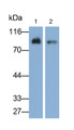 Western Blot; Samples: Lane1: Bovine Serum; Lane2: Bovine Skin lysate; Primary Ab: 0.3ug/ml Rabbit Anti-Bovine F2 Antibody; Second Ab: 0.2ug/ml HRP-Linked Caprine Anti-Rabbit IgG Polyclonal Antibody