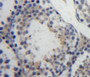 Used in DAB staining on fromalin fixed paraffin-embedded testis tissue